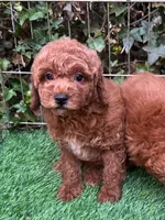 DARK RED Poodle, a female Poodle - Toy  and Poodle - Miniature  for sale in San Diego, CA – 1 of 2