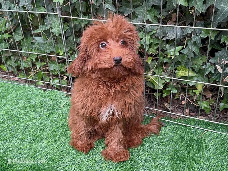 Female Micro Goldendoodle – Poodle - Toy , Miniature Goldendoodle puppy for sale in San Diego, CA
