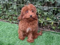Female Micro Goldendoodle, a male Poodle - Toy  and Miniature Goldendoodle for sale in San Diego, CA – 1 of 1