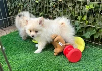 Purebred Pomeranian , a male Pomeranian for sale in San Diego, CA – 1 of 1