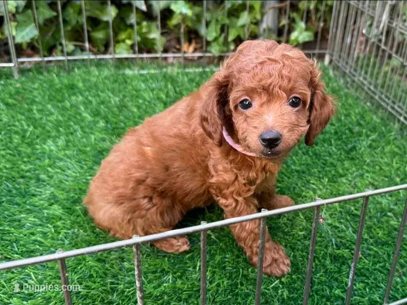 Red TCUP Poodle  – Poodle - Toy  puppy for sale in San Diego, CA