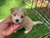 Adorable APRICOT Maltipoo 🐻🤎, a male Maltipoo and Maltese for sale in San Diego, CA – 1 of 2