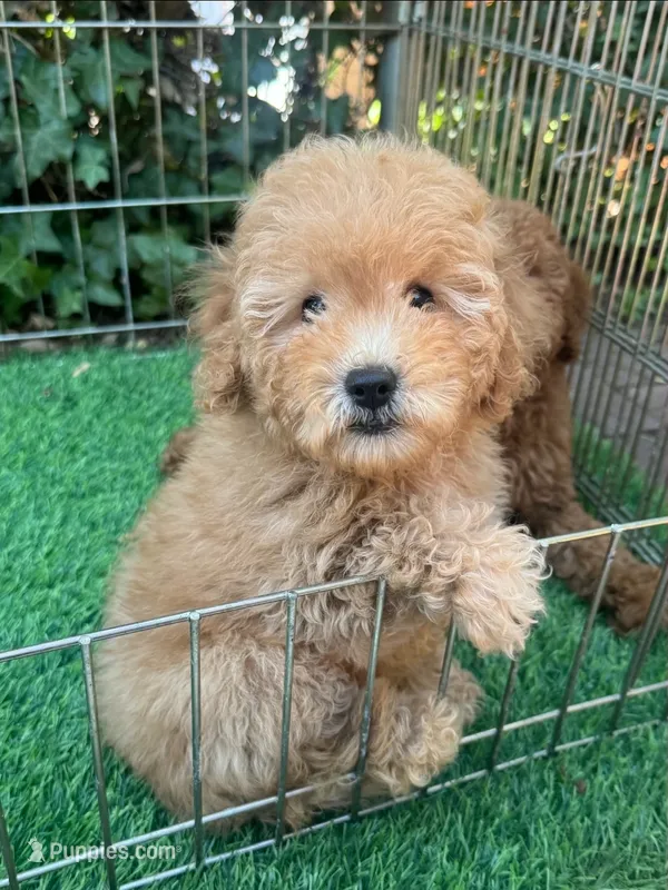 Mini TeddyBear  – Poodle - Toy , Miniature Goldendoodle puppy for sale in San Diego, CA