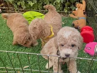 Female Teddy Face Maltipoo , a male Maltipoo and Poodle - Toy  for sale in San Diego, CA – 3 of 3