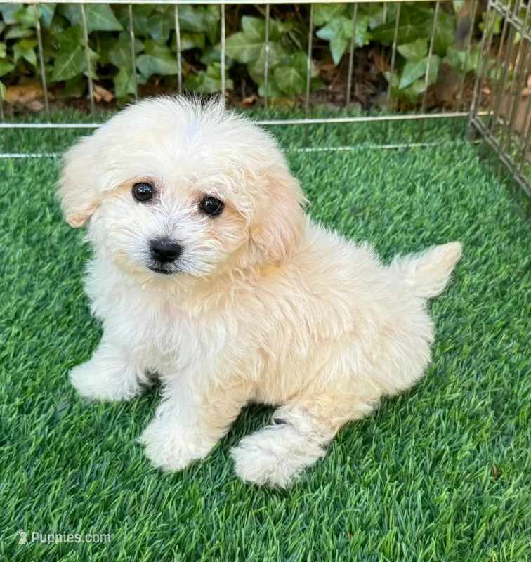 Toy/Teacup Maltipoo 🧸 – Maltipoo, Poodle - Toy  puppy for sale in San Diego, CA