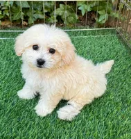 Toy/Teacup Maltipoo 🧸, a male Maltipoo and Poodle - Toy  for sale in San Diego, CA – 1 of 2