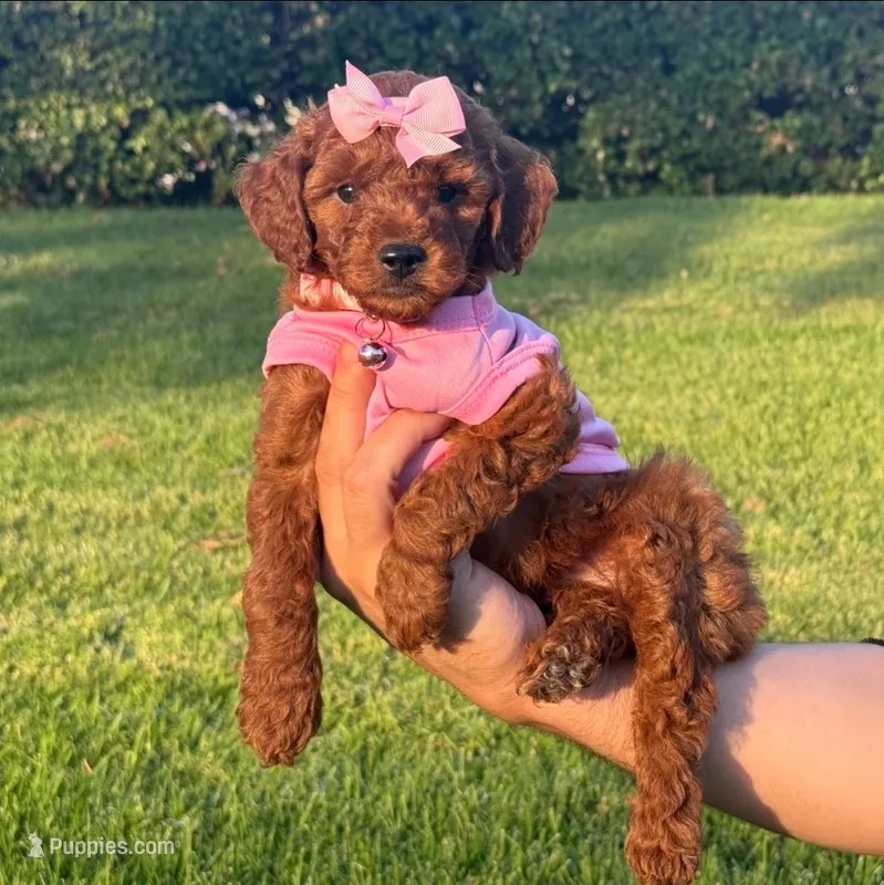 Female RED Mini/Toy  – Poodle - Toy , Poodle - Miniature  puppy for sale in San Diego, CA