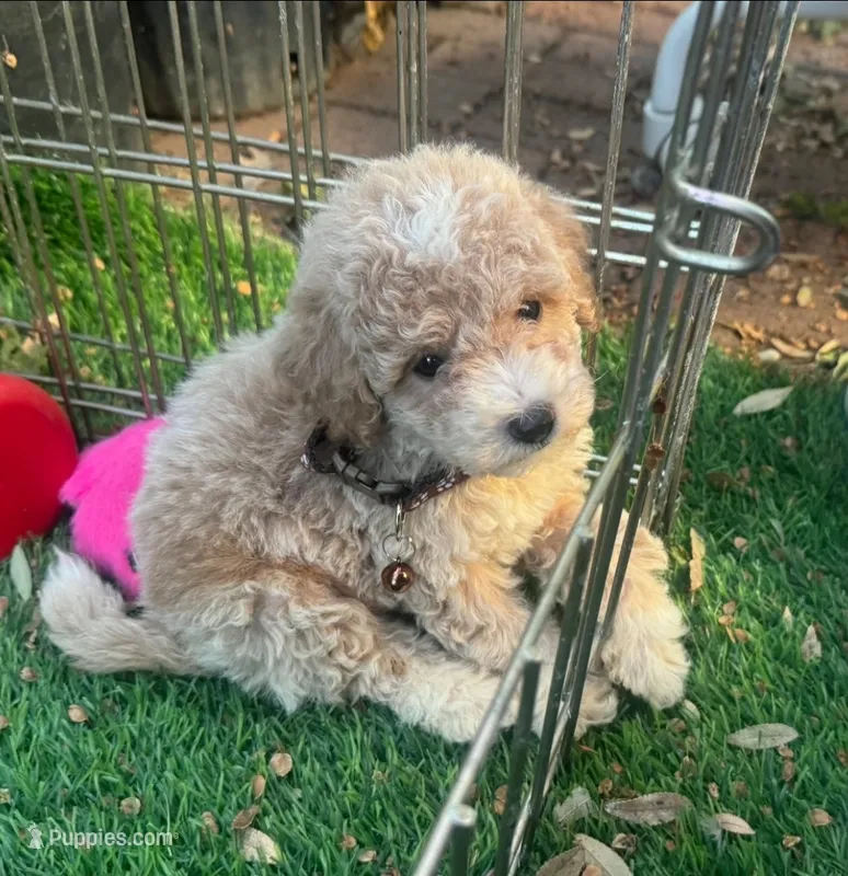 Toy Maltipoo 🧸 – Maltipoo, Poodle - Toy  puppy for sale in San Diego, CA