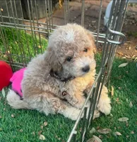 Toy Maltipoo 🧸, a male Maltipoo and Poodle - Toy  for sale in San Diego, CA – 1 of 3