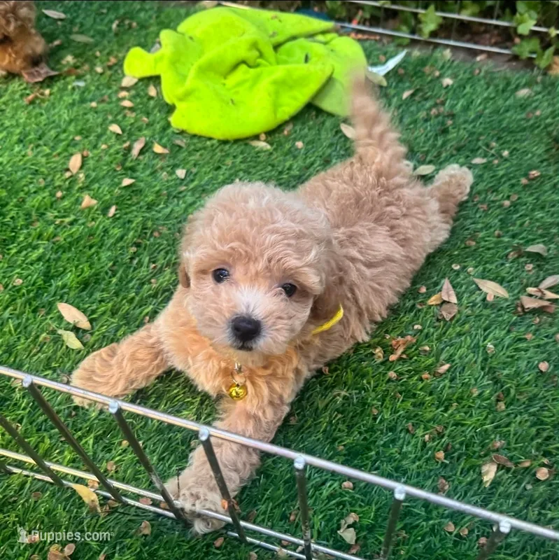 Baby Girl Maltipoo 💖 – Maltipoo, Poodle - Toy  puppy for sale in San Diego, CA