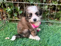 Malti-Poo Female ♥️, a female Maltipoo and Poodle - Toy  for sale in San Diego, CA – 1 of 2