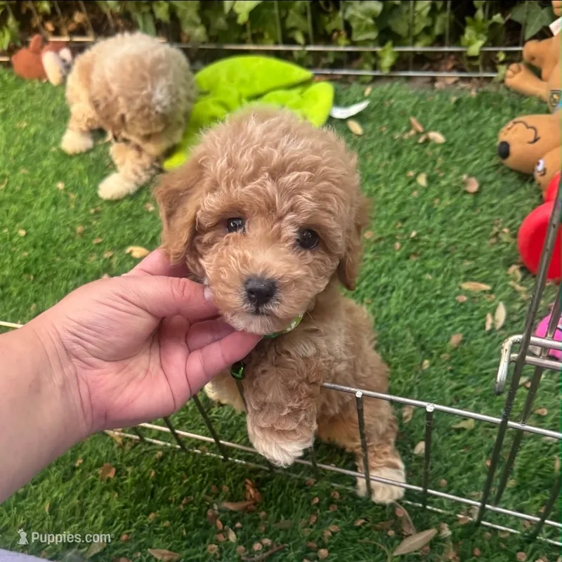 🤎 XS Apricot Maltipoo 🤎 – Maltipoo, Poodle - Toy  puppy for sale in San Diego, CA