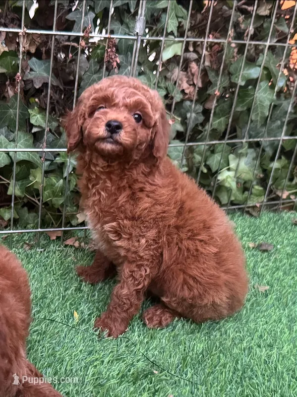 Female Mini/Toy  Poodle  – Poodle - Toy , Poodle - Miniature  puppy for sale in San Diego, CA