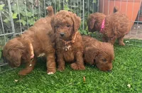 DARK RED Doodle, a female Poodle - Toy  and Miniature Goldendoodle for sale in San Diego, CA – 2 of 2
