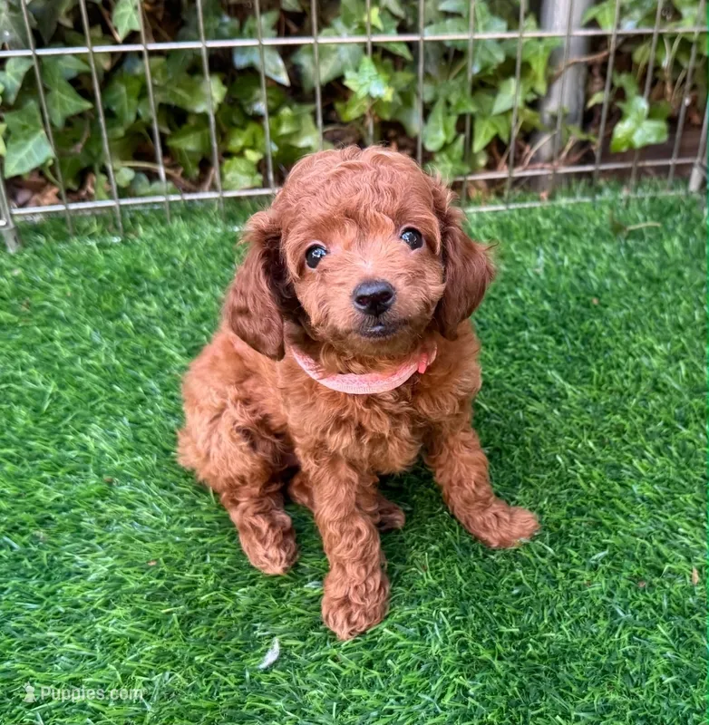 Teacup/Toy Poodle – Poodle - Toy  puppy for sale in San Diego, CA