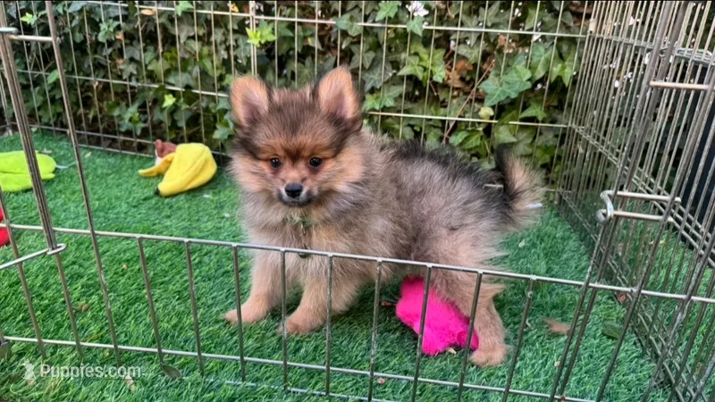 Pomeranian Puppy 🐶 , a male Pomeranian for sale in San Diego, CA – 1 of 1