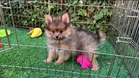 Pomeranian Puppy 🐶 , a male Pomeranian for sale in San Diego, CA – 1 of 1