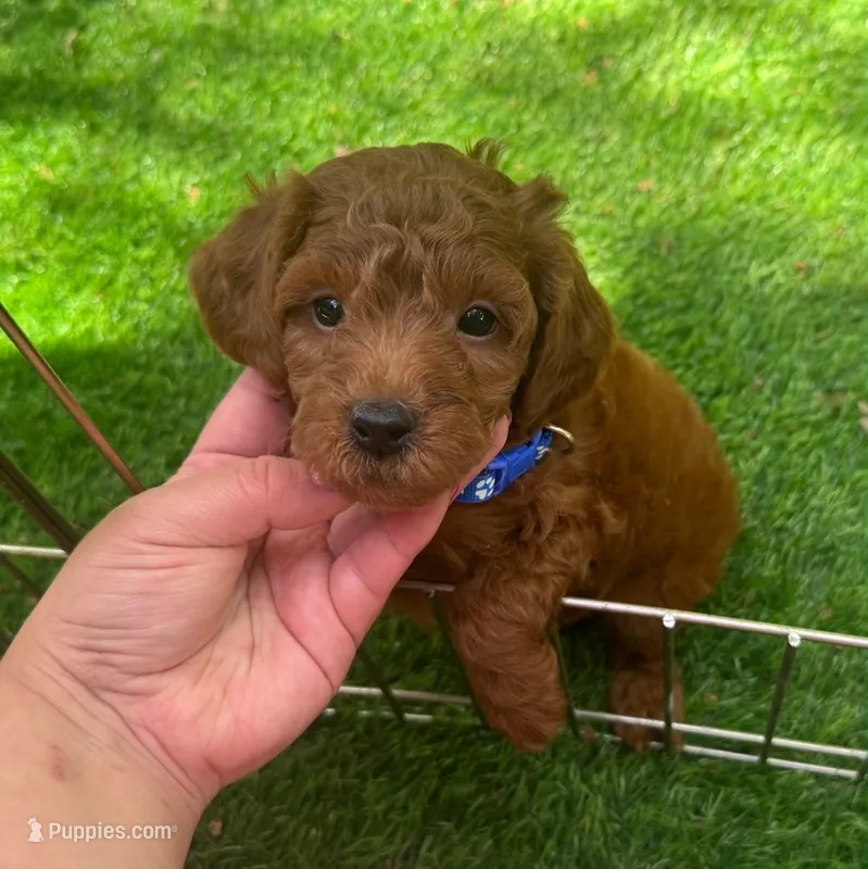 DARK RED Toy Poodle – Poodle - Toy  puppy for sale in San Diego, CA