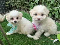 Beautiful Malti-Poo Puppy 🐶, a female Maltipoo and Maltese for sale in San Diego, CA – 2 of 2