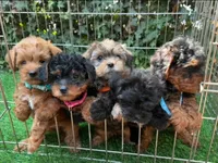 Hypoallergenic Maltipoo, a male Maltipoo and Shorkie for sale in San Diego, CA – 2 of 2