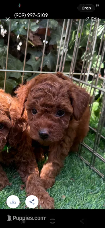 🐻 BEAR 🐻  – Poodle - Toy , Poodle - Miniature  puppy for sale in San Diego, CA