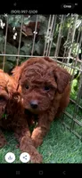 🐻 BEAR 🐻 , a male Poodle - Toy  and Poodle - Miniature  for sale in San Diego, CA – 1 of 1