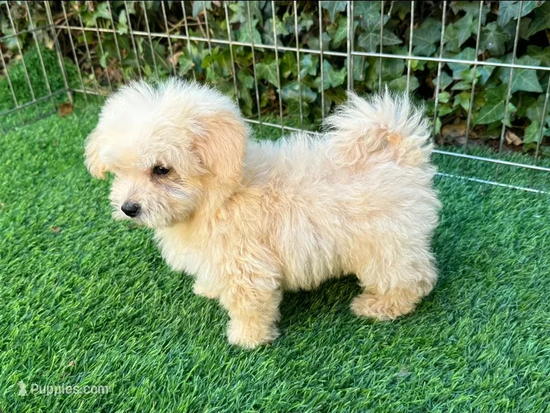 White Malti-Poo Puppy 🐶 😍 💕  – Maltipoo, Poodle - Toy  puppy for sale in San Diego, CA