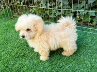 White Malti-Poo Puppy 🐶 😍 💕 , a male Maltipoo and Poodle - Toy  for sale in San Diego, CA – 1 of 2
