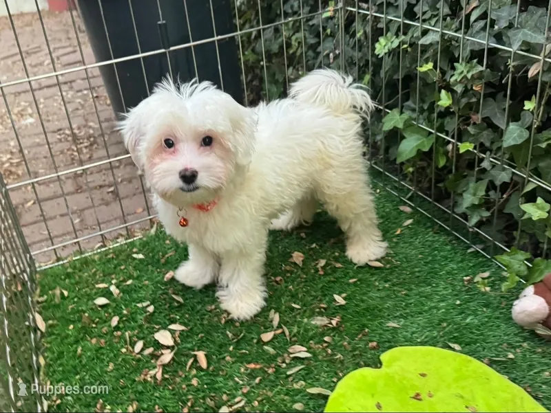 Maltese Mix Puppy 🐶  – Maltipoo, Maltese puppy for sale in San Diego, CA