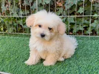 White Maltipoo Puppy, a male Maltipoo and Poodle - Toy  for sale in San Diego, CA – 2 of 2