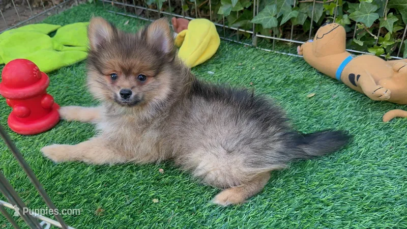 BearFace 🐻 Pom Puppy 🤎 – Pomeranian puppy for sale in San Diego, CA