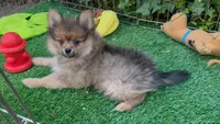 BearFace 🐻 Pom Puppy 🤎, a male Pomeranian for sale in San Diego, CA – 1 of 1