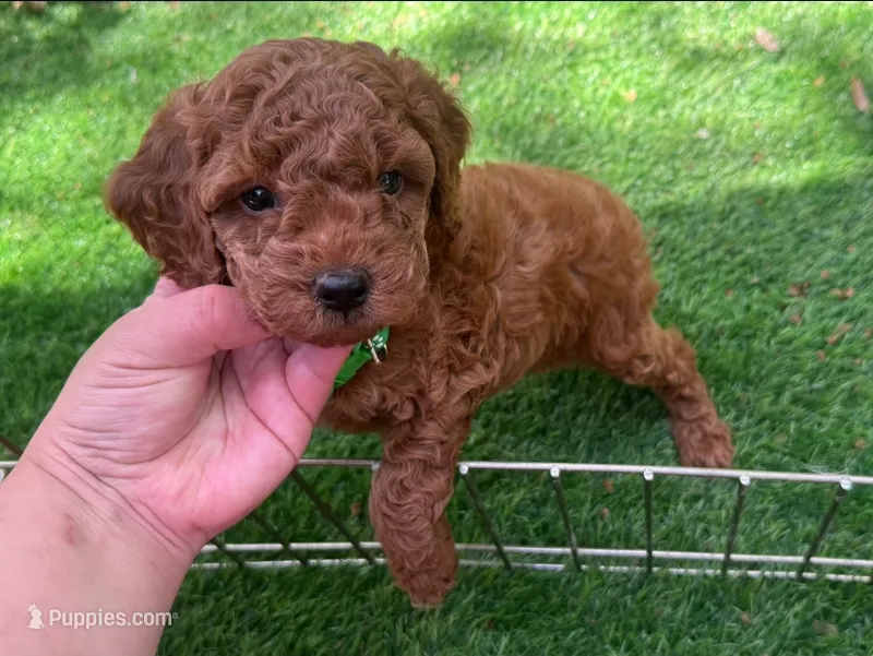 TeddyBear Face Poodle 🐻🤎 – Poodle - Toy  puppy for sale in San Diego, CA