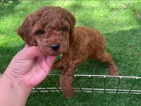 TeddyBear Face Poodle 🐻🤎, a male Poodle - Toy  for sale in San Diego, CA – 1 of 2