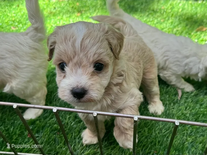 APRICOT Teacup Maltipoo  – Maltipoo, Maltese puppy for sale in San Diego, CA