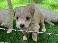APRICOT Teacup Maltipoo , a male Maltipoo and Maltese for sale in San Diego, CA – 1 of 2
