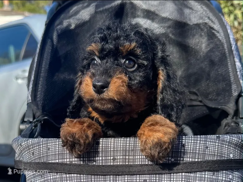 TiNY Bernedoodle – Poodle - Toy , Miniature Bernedoodle puppy for sale in San Diego, CA