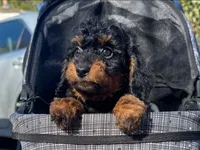 TiNY Bernedoodle, a male Poodle - Toy  and Miniature Bernedoodle for sale in San Diego, CA – 1 of 2