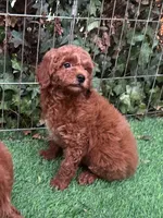 TeddyBear Poodle 🐩 ♥️ , a female Poodle - Toy  and Poodle - Miniature  for sale in San Diego, CA – 1 of 2