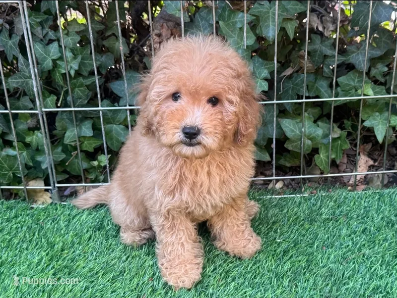 PERFECT Mini Goldendoodle  – Poodle - Toy , Miniature Goldendoodle puppy for sale in San Diego, CA