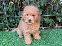 PERFECT Mini Goldendoodle , a female Poodle - Toy  and Miniature Goldendoodle for sale in San Diego, CA – 1 of 2