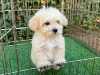 White Maltipoo Male , a male Maltipoo and Poodle - Toy  for sale in San Diego, CA – 1 of 2