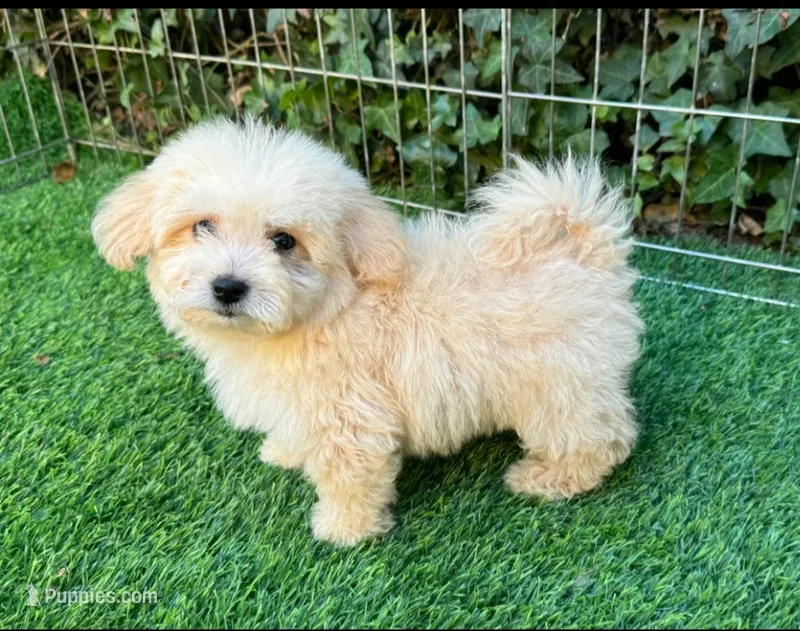 Maltipoo Puppy 🐶  – Maltipoo, Poodle - Toy  puppy for sale in San Diego, CA