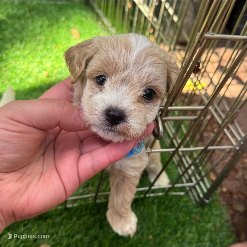 TEACUP Malti-Poodle 🐶💖  – Maltipoo, Maltese puppy for sale in San Diego, CA