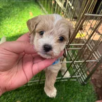 TEACUP Malti-Poodle 🐶💖 , a male Maltipoo and Maltese for sale in San Diego, CA – 1 of 2