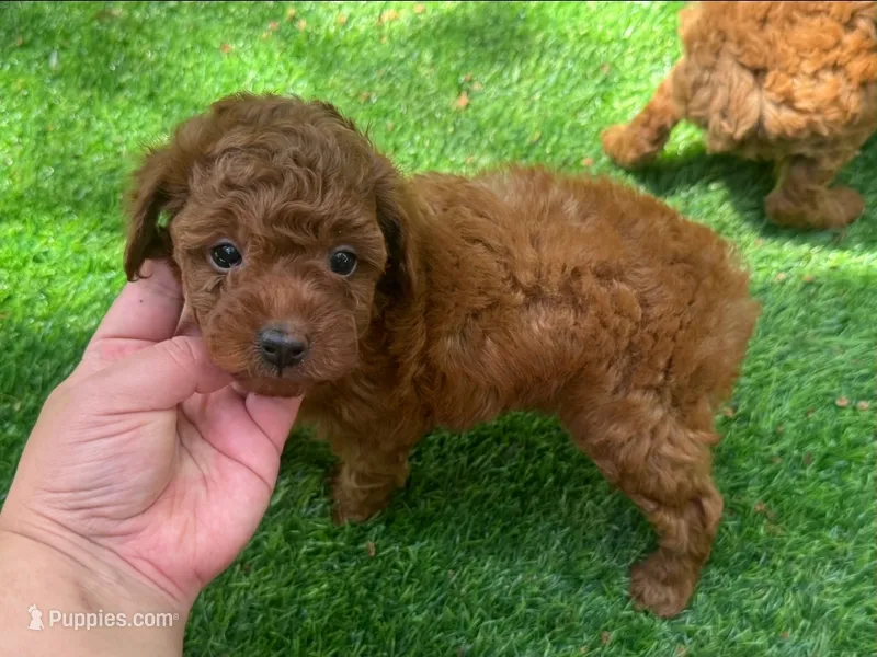 Male RED Toy Poodle – Poodle - Toy  puppy for sale in San Diego, CA