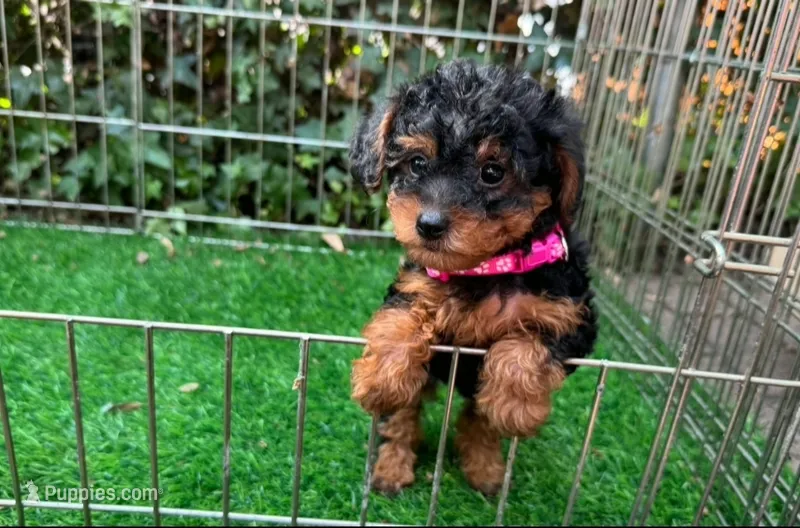 💓XS Female Maltipoo💓 – Maltipoo, Shorkie puppy for sale in San Diego, CA
