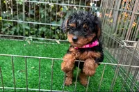 💓XS Female Maltipoo💓, a female Maltipoo and Shorkie for sale in San Diego, CA – 1 of 2