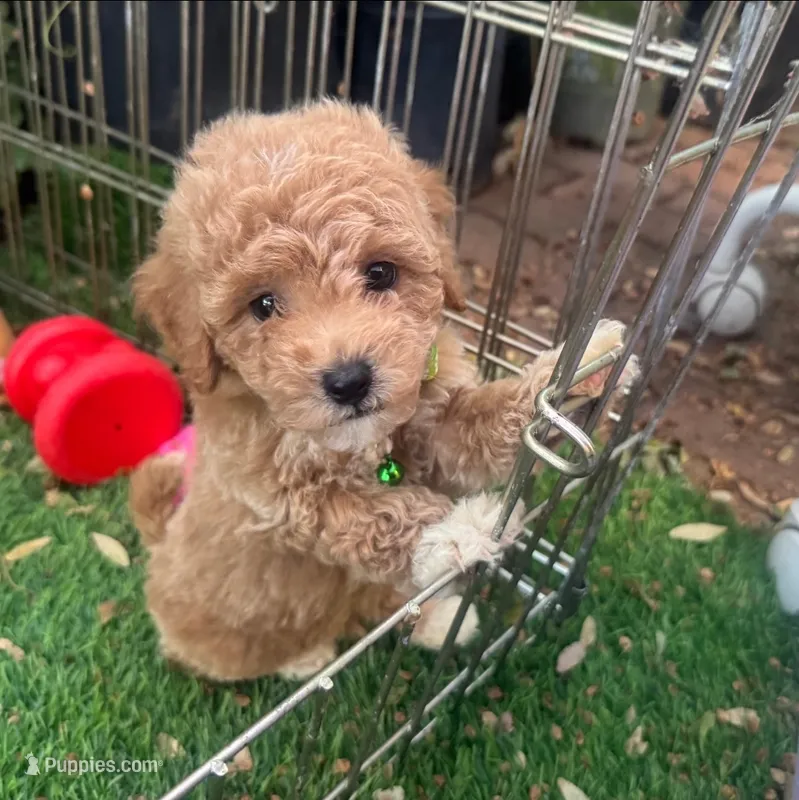 Teddy 🧸  – Maltipoo, Poodle - Toy  puppy for sale in San Diego, CA