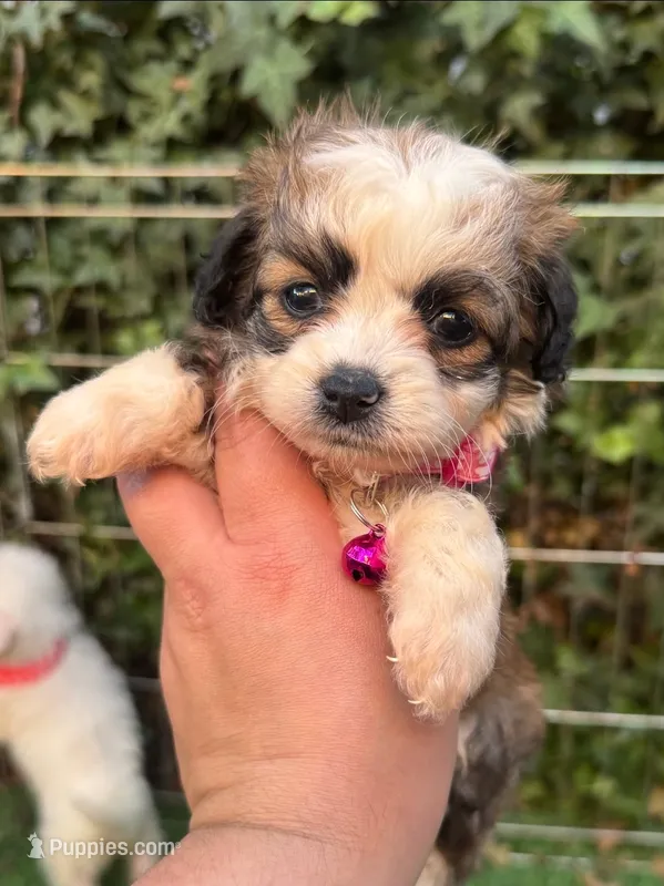 Brown Teddy Maltipoo – Maltipoo, Poodle - Toy  puppy for sale in San Diego, CA